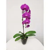 Elegant Waterfall Orchid in Purple - Single