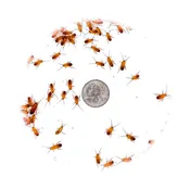 1/4" Small Turkish Red Runners
