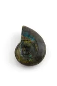 Ammonite Shaped Labradorite