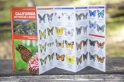 318 P/G Butterfly &amp; Moths CAL