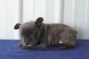 French Bulldog – 979