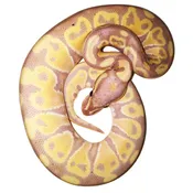 Banana Ball Pythons