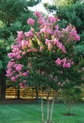 Crape Myrtle, Sioux