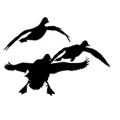 3 Ducks Coming at Ya Decal – 3 Ducks Coming at Ya Sticker – 5026