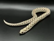 Axanthic Poss Het Snow W Hognose — Pets-A-Plenty
