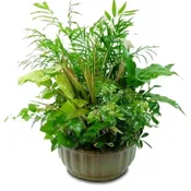 Large Dishgarden