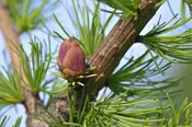 American Larch (Larix laricina)