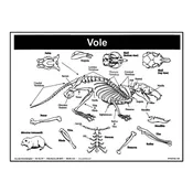 P10: Vole Skeleton Poster — Mountain Home Biological