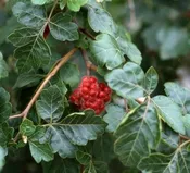 Gro-Low Fragrant Sumac (Rhus aromatica ‘Gro-Low’)