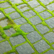 Bryum Moss | Bryum caespiticium