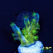 ARC Bullfrogs