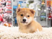 Shiba Inu