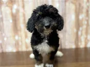 F1BB Mini Bernedoodle – 4337