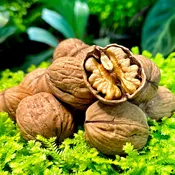 Organic Chandler Walnut in Shell (Raw, Unpasteurized)
