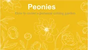 Peonies: How to create a personal cutting garden