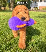 Pipen