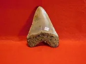 4 3/8″ Megalodon Tooth / Shark Tooth / Fossil