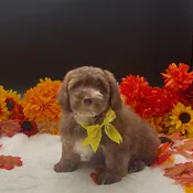 Bernedoodle Mini 2nd Gen