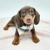 Dachshund (M)- 31340
