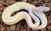 Cinnamon Banana Mojave Genetic Stripe ♂