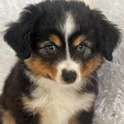 Australian Shepherd Puppy For Sale
