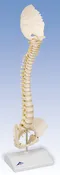 3B 3B BONElikeÃ¢â€žÂ¢ Pediatric Spine Human Child Vertebral Column