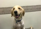 Puppies Under 6 Mos Old [not born in rescue]