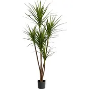 6' Dracaena Magenta Tree- UV Protected