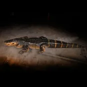 Alligator Display