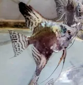 Blue Chocolate Angelfish