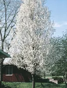 Cleveland Select Pear