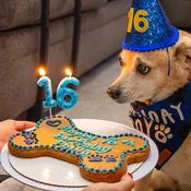 Birthday Cakes For Dogs Fountain Hills, AZ — Spike's Treats