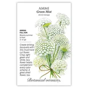 Ammi 'Green Mist'