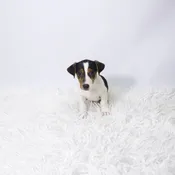 Jack Russell Terrier