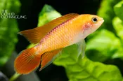 Apistogramma agassizii — “Fire Red”