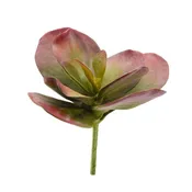 11" Kalanchoe Paddle Stem - Burgundy