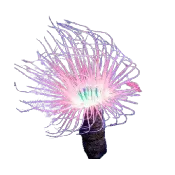 Asst Tube Anemone