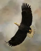 After the Intruder Panel by David Textiles-Eagle Flying