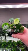 Anubias barteri Coin Leaf - Pot
