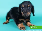 Miniature Dachshund – 15187