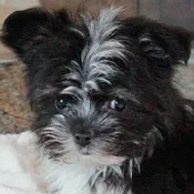 Aussie Maltese Mix
