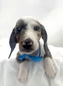 Dachshund (M) 14742