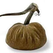 5" Honey Pumpkin