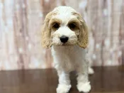 Cockapoo – 4391