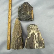 Fossil Walrus Artifact-Tusk Pieces 22