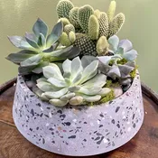 Cactus and Succulent Dish