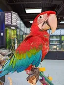 Baby Greenwing Macaw