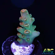 ARC Anthony's Pink Granulosa