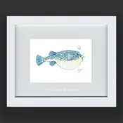 Blue Puffer Fish | Clint Eagar Design