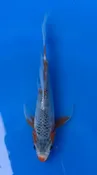 17cm Japanese Imported Koi Asagi Butterfly - Yamasan - QT3 - 40